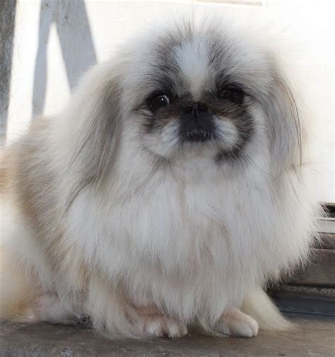 Pekingese Puppy For Sale Akc Ch Ln Pekingese 10 Years Old Artofit