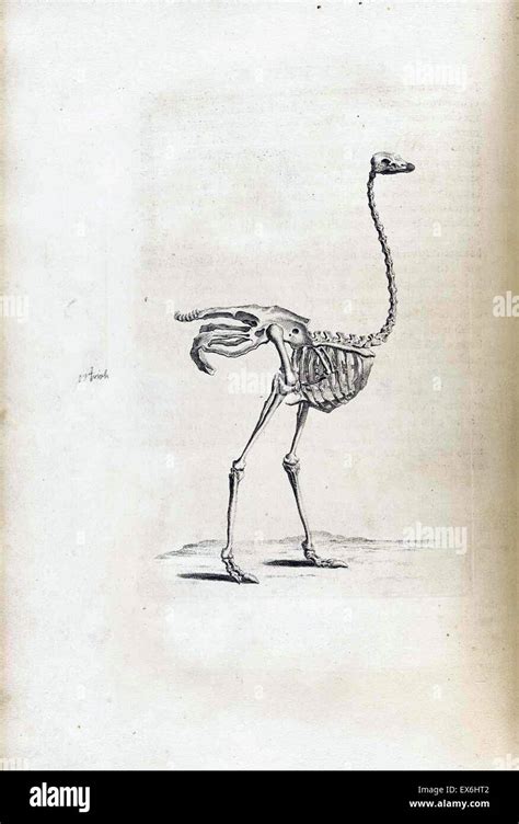 Ostrich Anatomy