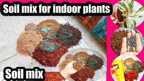 Best Soil Mix For Indoor Plants And Aglaonema Plant YouTube