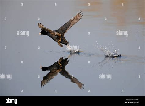 Black Coot Fulica Atra Starting From Water Germany Stock Photo Alamy