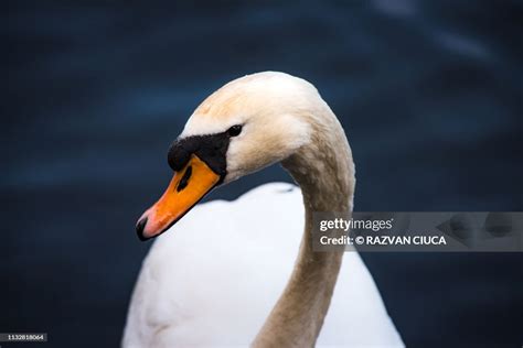 White Swan Portrait High Res Stock Photo Getty Images