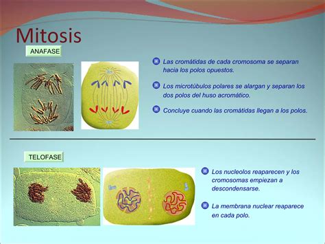 Nutrición Relación Y Reproducción Celular Ppt