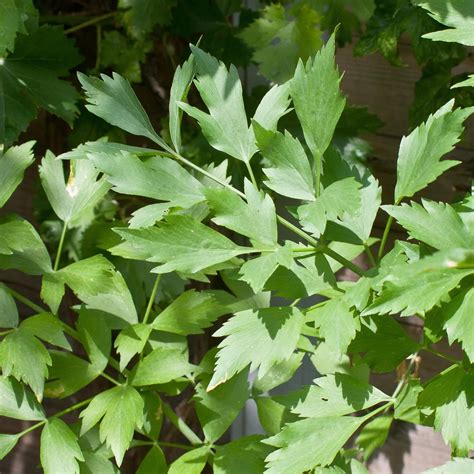 Liebst Ckel Maggikraut Bio Kraut F R Den Naturgarten