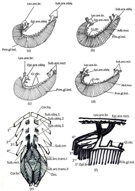 Branchial Muscles A B C And D Diagrammatic Representation