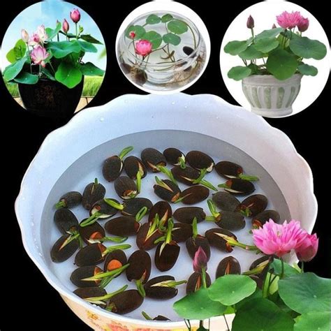 20pcs Bowl Lotus Flower Seeds Water Lily Home Garden Plants Multi Color