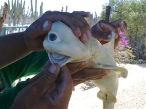 One-eyed ‘cyclops’ baby shark discovered by fishermen in Indonesia | news.com.au — Australia’s ...