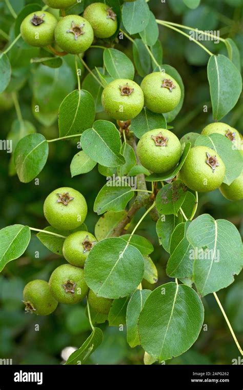 Pyrus Piraster Hi Res Stock Photography And Images Alamy