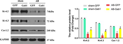 Gab Overexpression Attenuates Ab Induced Ion Channel Remodeling