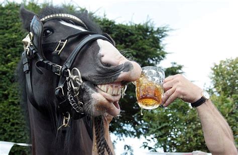 Beer For The Horse Great Stuff Horses Shire Horse Funny Horses