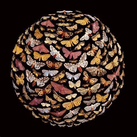 Stacey, Robyn - Beau Monde (Pink) 30cm 150dpi – News