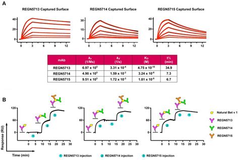 Spr Binding Studies Show That Regn5713 Regn5714 And Regn5715 Have