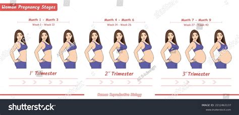 Women Pregnancy Stages Illustration Vector File Stock Vector Royalty