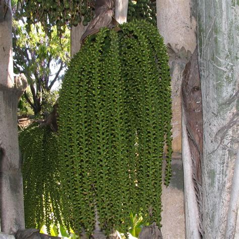 Fishtail Palm Caryota Queensland Poisons Information Centre