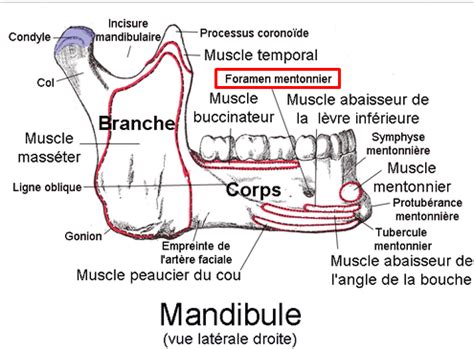 Foramens Mentonniers My Stidia