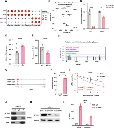 Ybx Regulates The Survival Of Chronic Myeloid Leukemia Stem Cells By