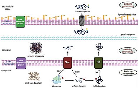 An Illustration Showing Different Cell Compartments For Protein