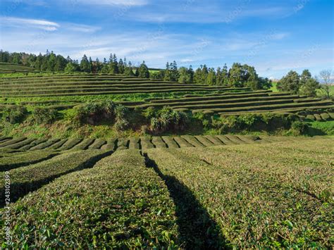 View On Tea Plantation Rows At Tea Factory Cha Gorreana With Green