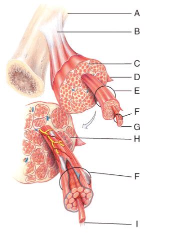 Anatomy And Phys Ch 10 Flashcards Quizlet