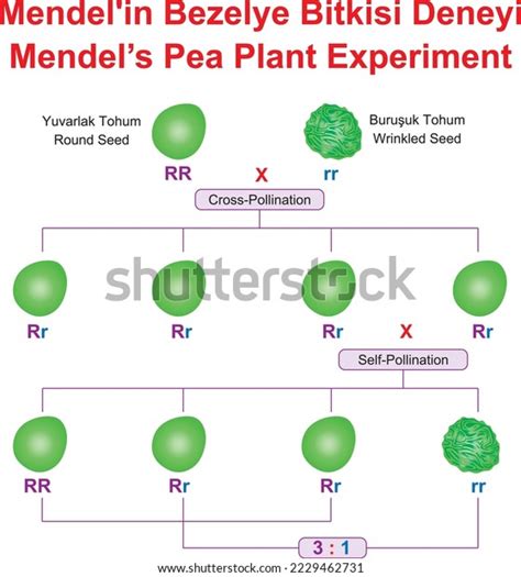 Mendel Pea Plant Experiment Education Stock Vector (Royalty Free) 2229462731 | Shutterstock