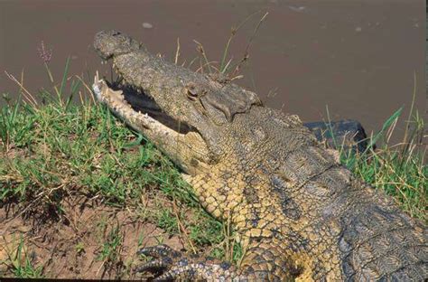 Nilkrokodil Nil Krokodil Crocodylus Niloticus Angriff Auf Gnus Im