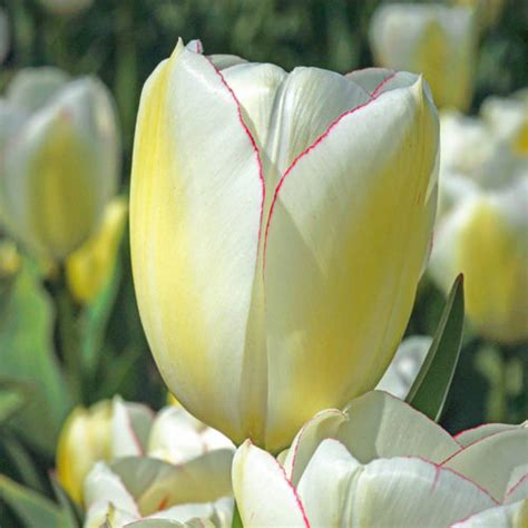 Triumph Tulip Diamond Jubilee K Van Bourgondien Wholesale