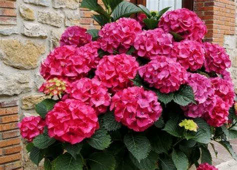 Hortensia Planta Y Flor Caracter Sticas Usos Y Beneficios