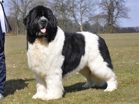 Landseer Dog (Landseer Newfoundland) Info, Temperament, Puppies, Pictures