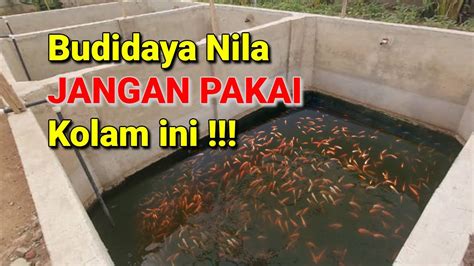 Kekurangan Budidaya Ikan Nila Di Kolam Beton Youtube