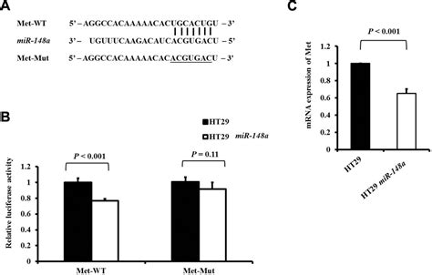 Microrna A Induces Apoptosis And Prevents Angiogenesis With