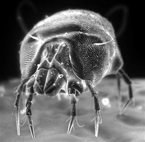 Macro Vs Micro Wayward Blogging Mites Dust Mites Science And Nature