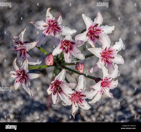 A Hessea Cinnamomea Flower In Southern Africa Stock Photo Alamy