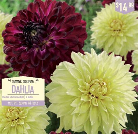 Garden State Bulb Summer Blooming Dahlia Bulbs Blue Bird Kelvin