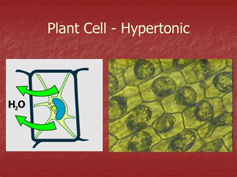 Note Sheet 8 Transport Through The Cell Membrane Ppt Download