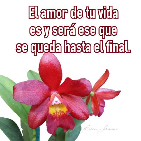 Flores Frases Mensajes Pensamientos Y Poemas Sobre El Amor La