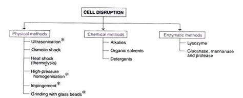 Downstream Processing Steps Biology Notes Online