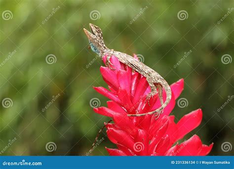 Un Dragón Volador Toma El Sol Antes De Comenzar Sus Actividades Diarias