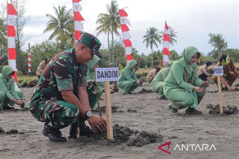 Satgas Tmmd Kodim Nagan Raya Tanam Mangrove Di Pesisir Pantai Ini