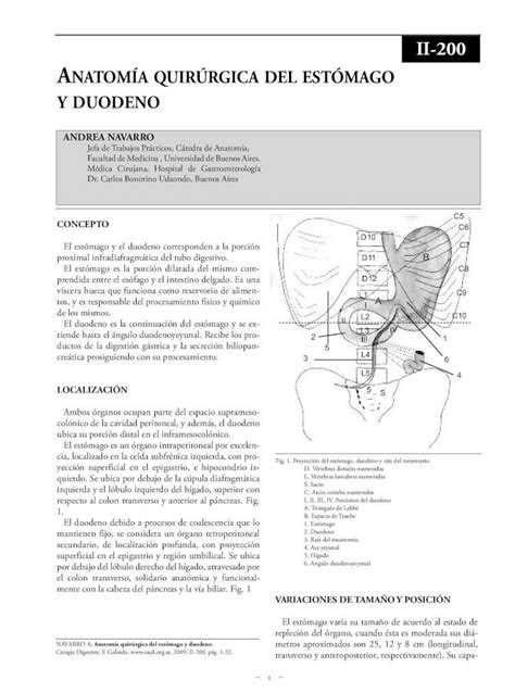 PDF II 200 ANATOMÍA QUIRÚRGICA DEL ESTÓMAGO PDF fileCONSTITUCIÓN El