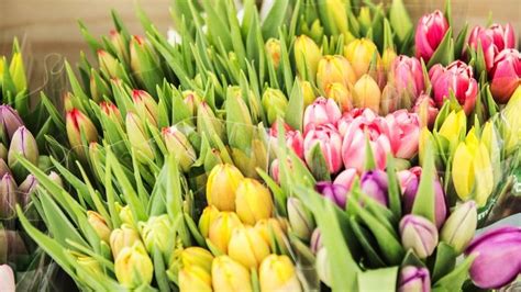 ALDI Nur Noch Nachhaltige Blumen Und Pflanzen Gabot De