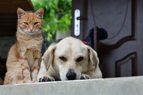 Eres más de perros o de gatos Descubre lo que tu elección dice de ti