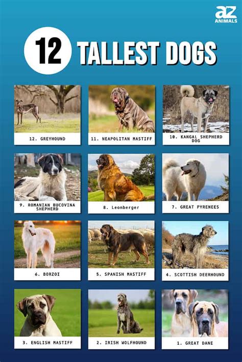 Top 10 Tallest Dogs In The World Cheapest Online