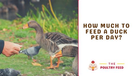 How much to feed a duck per day? - The Poultry Feed