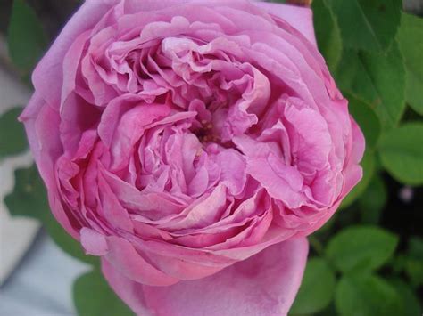 Rosa De Castilla Flowers Rose Plants