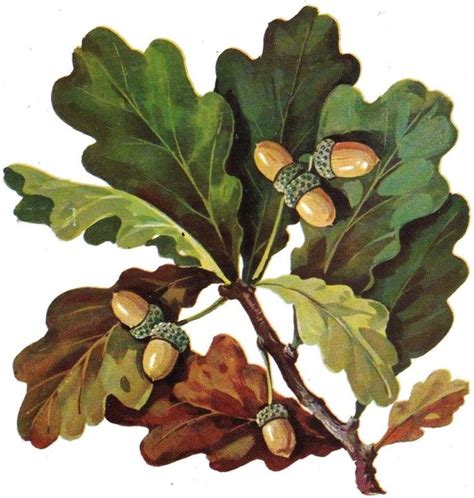 Acorns Autumn Art Autumn Leaves Oak Leaves Plant Illustration