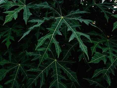 Premium Photo | Chaya leaves of indonesian plant with a dark backround