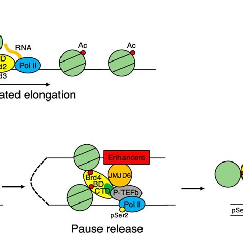 Transcriptional Control By Bet Proteins A Brd2 And Brd3 Promote Gene