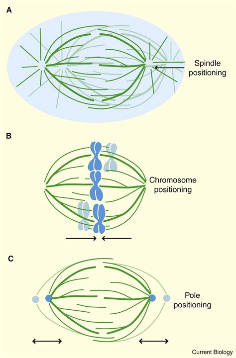 Force And Length In The Mitotic Spindle Current Biology