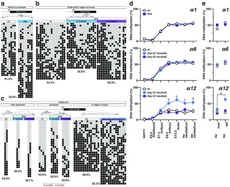 Tandem Duplication Increases Dna Methylation Of The Pcdh A