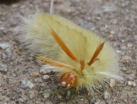 Sycamore Tussock Moth Caterpillar Whats That Bug