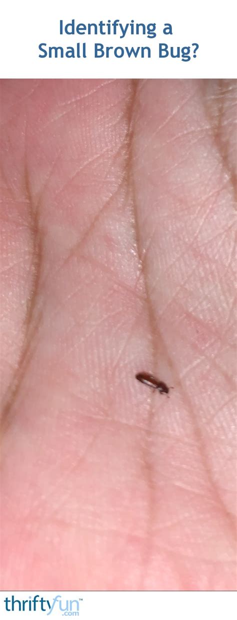 Identifying A Small Brown Bug Thriftyfun